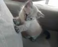 Bob
