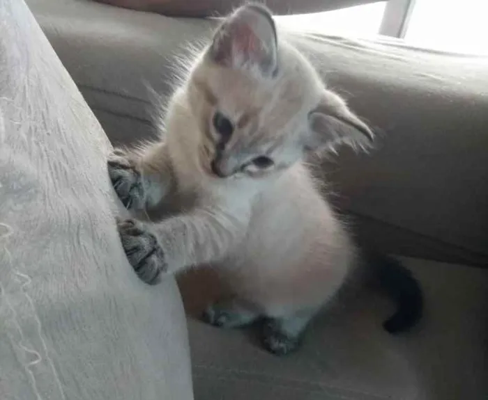 Gato ra a Sem raça definida idade Abaixo de 2 meses nome Bob