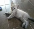 Bob