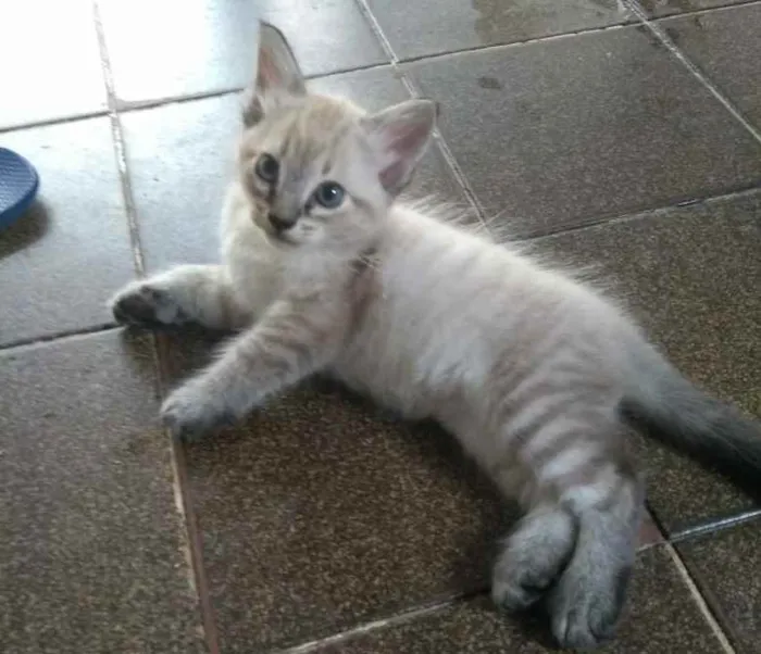 Gato ra a Sem raça definida idade Abaixo de 2 meses nome Bob