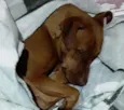 Vidél