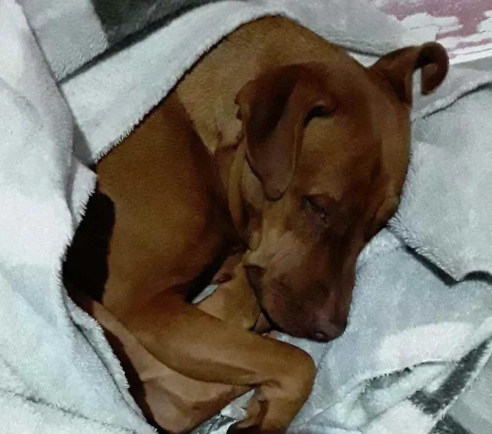 Cachorro ra a Pitbull  idade 1 ano nome Vidél