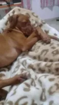 Vidél