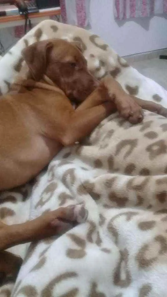Cachorro ra a Pitbull  idade 1 ano nome Vidél