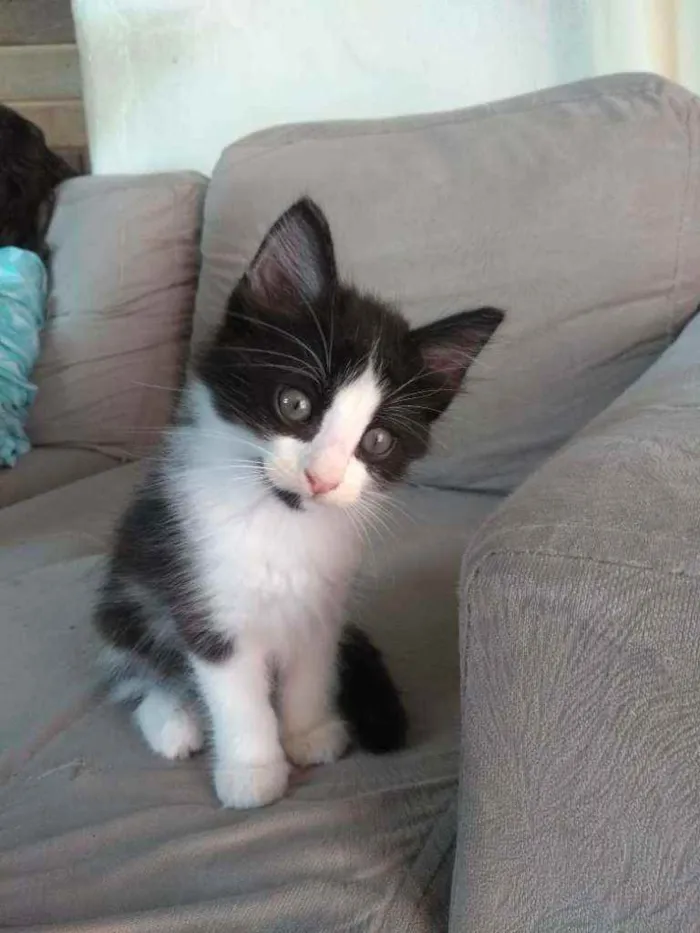 Gato ra a Sem raça definida idade Abaixo de 2 meses nome Sem nome