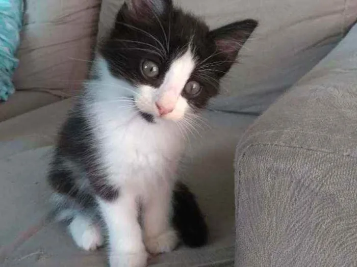 Gato ra a Sem raça definida idade Abaixo de 2 meses nome Sem nome