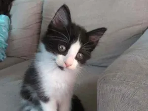 Gato raça Sem raça definida idade Abaixo de 2 meses nome Sem nome