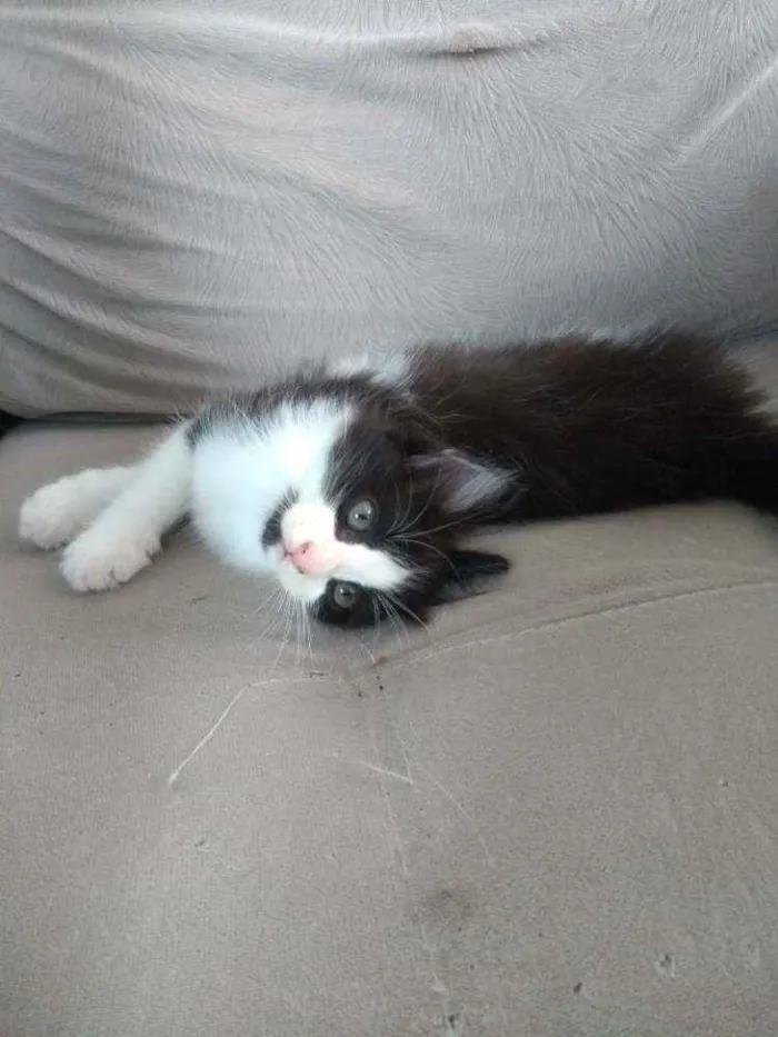 Gato ra a Sem raça definida idade Abaixo de 2 meses nome Sem nome