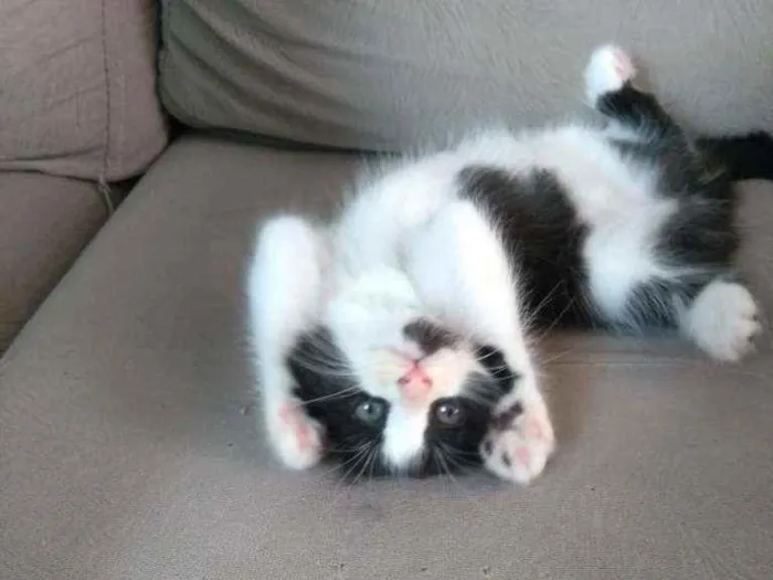 Gato ra a Sem raça definida idade Abaixo de 2 meses nome Sem nome