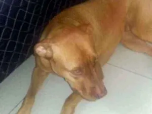 Cachorro raça Pitbull  idade 1 ano nome Vidél