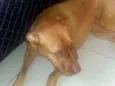 Vidél