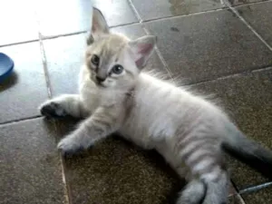 Gato raça Sem raça definida idade Abaixo de 2 meses nome Bob