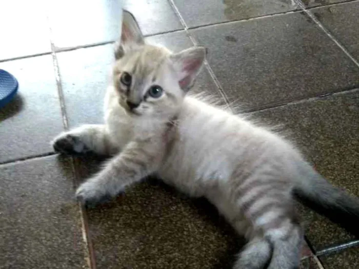 Gato ra a Sem raça definida idade Abaixo de 2 meses nome Bob