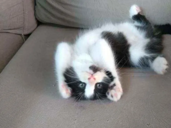 Gato ra a Sem raça definida idade Abaixo de 2 meses nome Sem nome