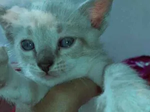 Gato raça De rua  idade Abaixo de 2 meses nome Sem nome