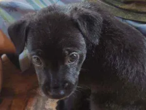 Cachorro raça Não sei a raça idade Abaixo de 2 meses nome Sem nome