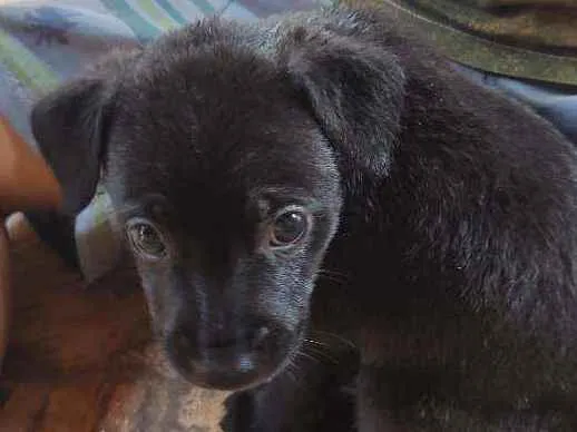 Cachorro ra a Não sei a raça idade Abaixo de 2 meses nome Sem nome