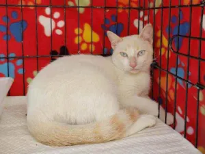 Gato raça Srd idade 1 ano nome Galileu