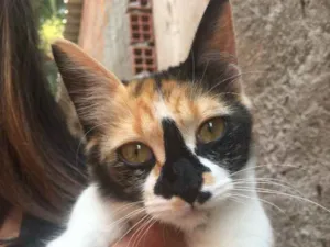Gato raça Tricolor idade 2 a 6 meses nome Lili