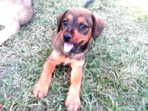 Cachorro raça VIRA-LATA idade 2 a 6 meses nome JASMINE