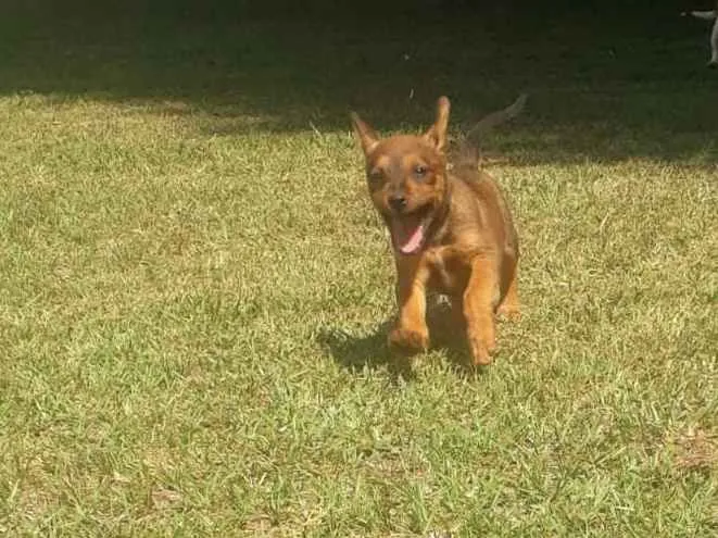 Cachorro raça VIRA-LATA idade 2 a 6 meses nome JASMINE