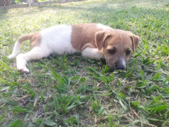 Cachorro raça VIRA-LATA idade 2 a 6 meses nome VANDA