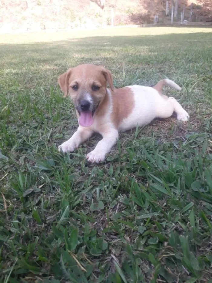 Cachorro raça VIRA-LATA idade 2 a 6 meses nome VANDA