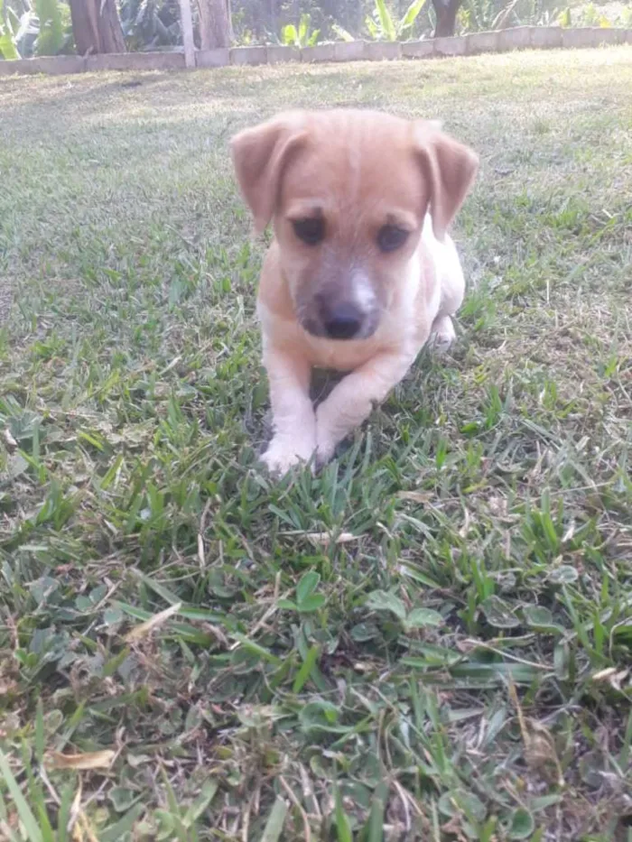 Cachorro raça VIRA-LATA idade 2 a 6 meses nome VANDA