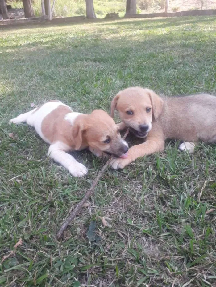Cachorro raça VIRA-LATA idade 2 a 6 meses nome VANDA