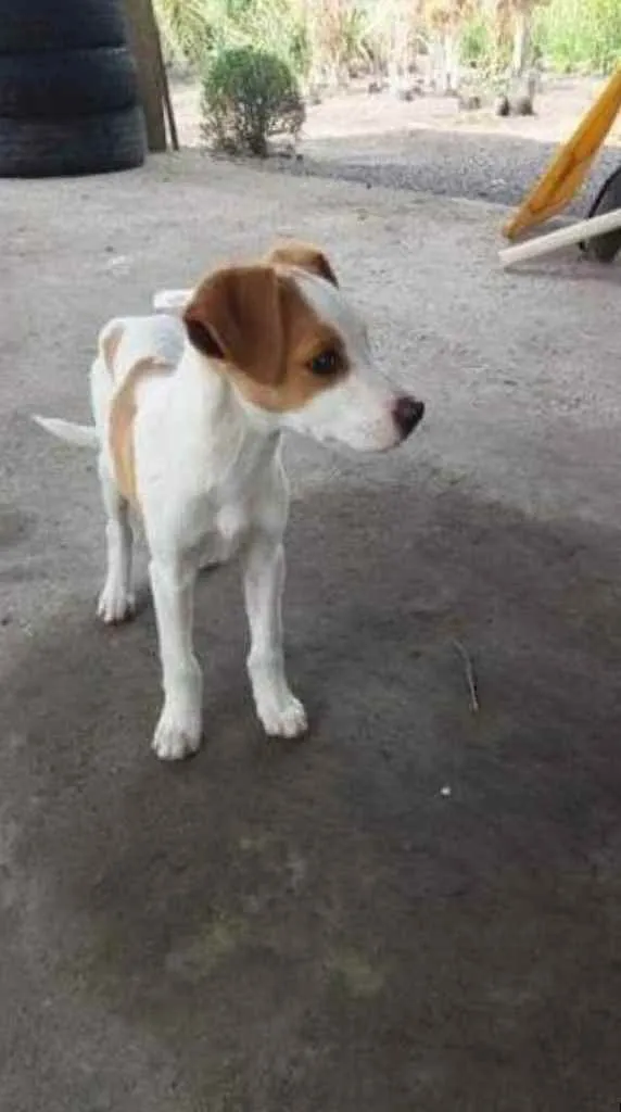 Cachorro raça  idade 2 a 6 meses nome Bela e Bob