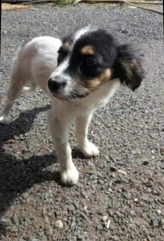 Cachorro raça  idade 2 a 6 meses nome Bela e Bob