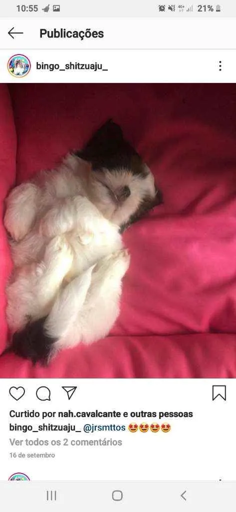 Cachorro raça Chitzuaju idade Abaixo de 2 meses nome Chitzuaju