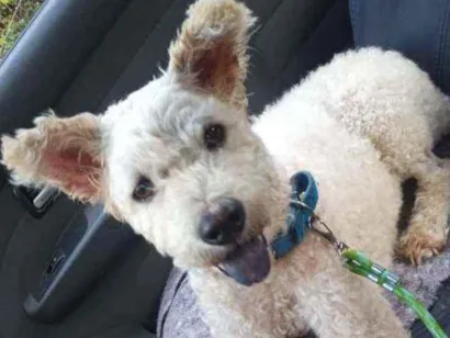 Cachorro raça Podlee idade 6 ou mais anos nome Totó