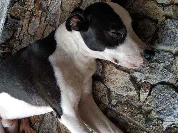 Cachorro ra a Mistura de Pit Bull com virala idade 2 a 6 meses nome Puc