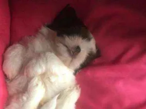 Cachorro raça Chitzuaju idade Abaixo de 2 meses nome Chitzuaju