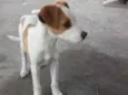 Bela e Bob