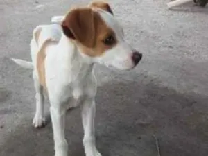Cachorro raça  idade 2 a 6 meses nome Bela e Bob