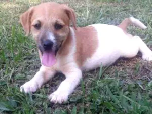 Cachorro raça VIRA-LATA idade 2 a 6 meses nome VANDA