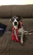 Juju
