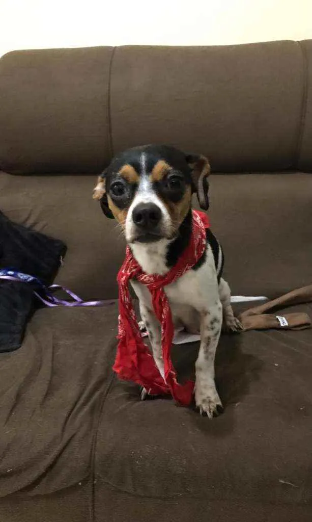 Cachorro ra a Vira-Lata idade 2 anos nome Juju