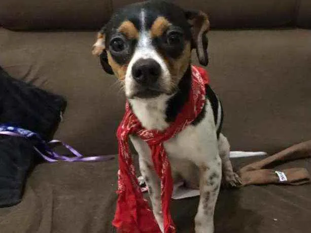 Cachorro ra a Vira-Lata idade 2 anos nome Juju
