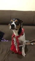 Juju