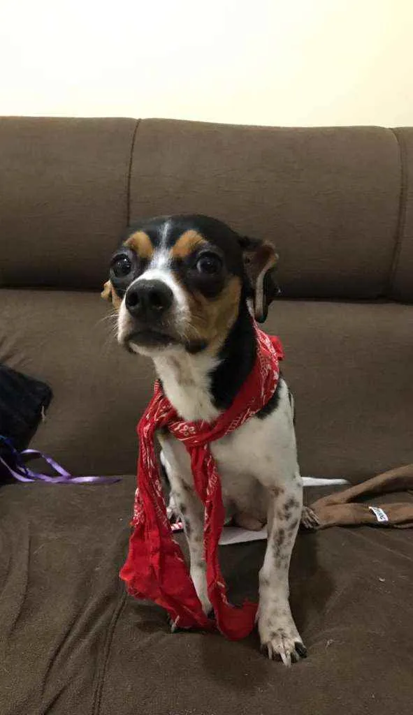 Cachorro ra a Vira-Lata idade 2 anos nome Juju