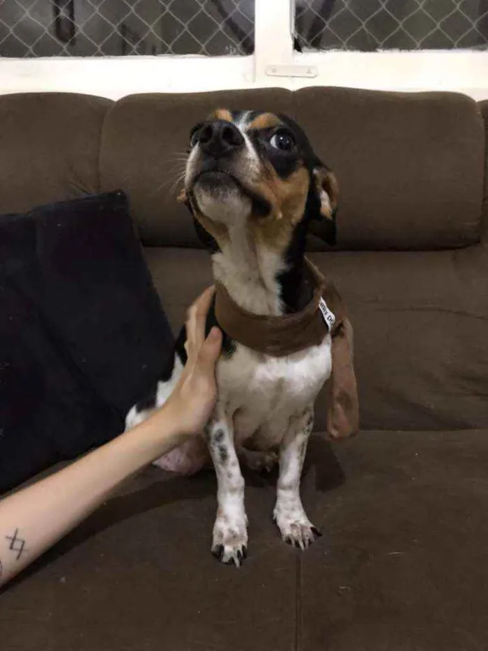 Cachorro ra a Vira-Lata idade 2 anos nome Juju
