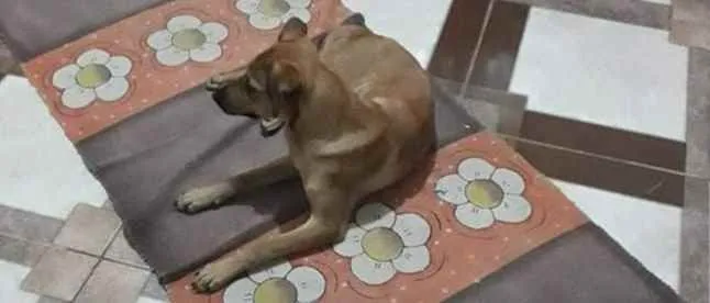 Cachorro raça Vira lata idade 7 a 11 meses nome Cindy