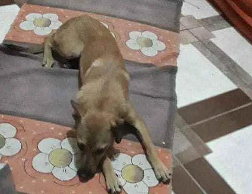 Cachorro raça Vira lata idade 7 a 11 meses nome Cindy