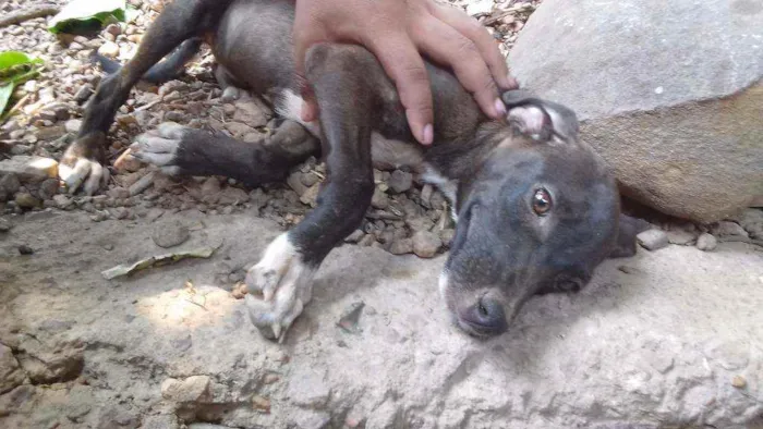 Cachorro ra a Viralatas idade 2 a 6 meses nome Lexi, lupa,  petao,l