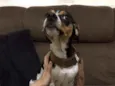 Juju