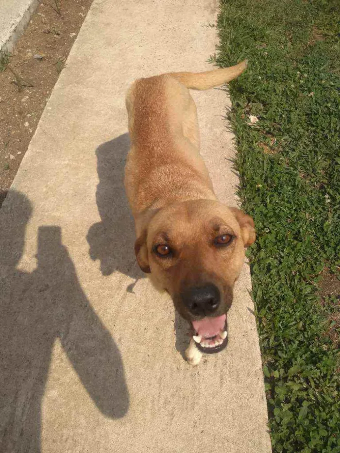 Cachorro ra a amarela idade 1 ano nome belinha