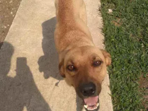 Cachorro raça amarela idade 1 ano nome belinha